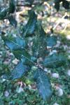 Quercus ilex