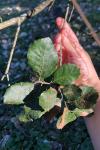 Quercus ilex