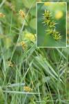 Carex otrubae