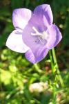 Campanula persicifolia