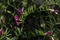 Vicia segetalis