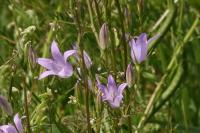 Campanula rapunculus