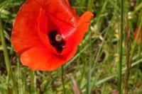 Papaver rhoeas