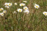 Leucanthemum vulgare