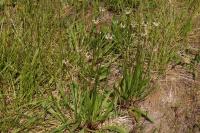 Plantago lanceolata