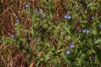 Lycopsis arvensis