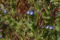 Lycopsis arvensis