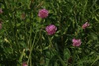 Trifolium pratense
