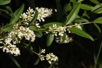 Ligustrum vulgare