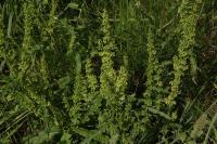 Rumex crispus