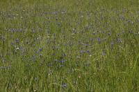 Cyanus segetum