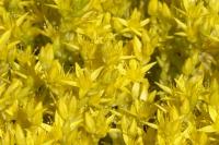 Sedum acre