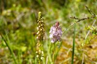 Orchis anthropophora