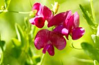 Lathyrus tuberosus