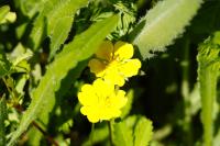 Potentilla reptans