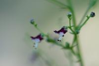 Scrophularia canina
