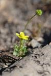 Ranunculus sardous