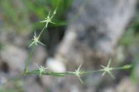 Juncus bufonius