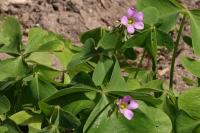 Oxalis latifolia