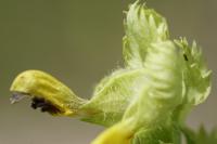 Rhinanthus alectorolophus