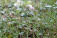 Poa nemoralis