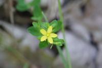 Hypericum humifusum