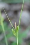 Carex pallescens