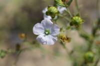 Linum usitatissimum