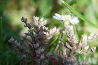 Sedum rubens