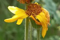 Arnica montana