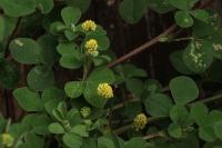 Medicago lupulina