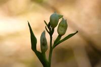 Cephalanthera damasonium
