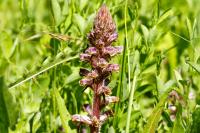 Orobanche