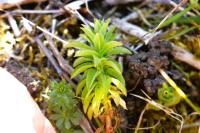 Euphorbia