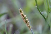 Alopecurus aequalis