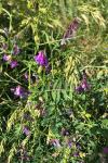 Vicia dasycarpa