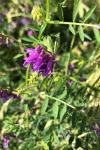 Vicia dasycarpa