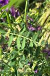 Vicia dasycarpa