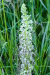 Himantoglossum hircinum