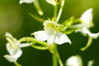 Platanthera chlorantha