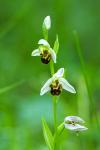 Ophrys apifera