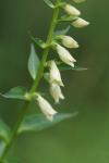 Digitalis lutea