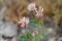 Trifolium hybridum
