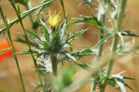Carthamus lanatus