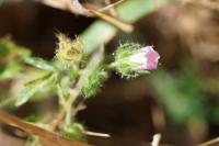 Malva setigera