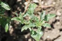 Amaranthus blitoides