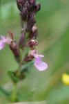 Teucrium chamaedrys