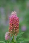 Trifolium rubens