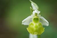 Ophrys holosericea
