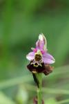 Ophrys holosericea
